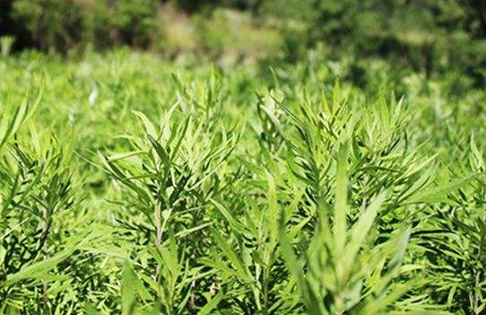 艾草艾葉在生活中有什么用途,？